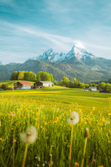 Wall Mural - idyllic landscape in the alps with blooming meadows in springtime
