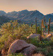 Saguaro cactus grow on the slopes of the Pinnacle Peak Park in the Scottsdale community, AZ.