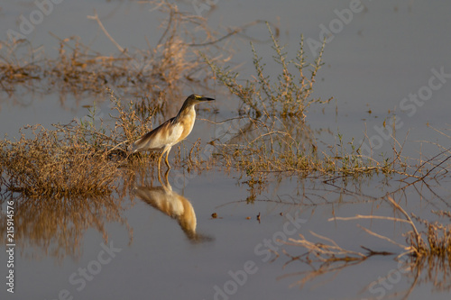 Zdjęcie XXL zbliżenie squacco heron w zalanych qa &quot;