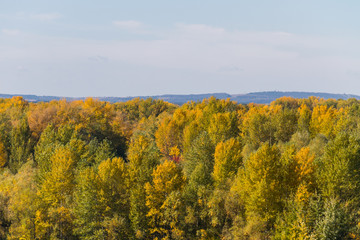 Sticker - Aerial view of colorful autumn trees