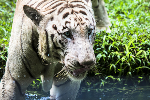 Zdjęcie XXL Zamyka up dużego koci żbaka Malayan tygrys z pięknym lampasa futerkiem