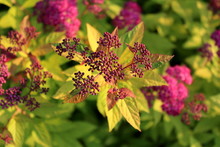 Bumald Spirea Or Spiraea X Bumalda Garden Hybrid Plant Cluster Of Small Light To Dark Violet Flower Buds On Green To Brownish Leaves Background On Warm Sunny Day At Sunset
