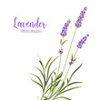 Bunch of lavender flowers on a white background. Vector illustration.