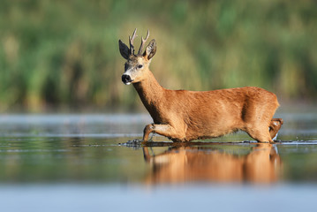 Fototapete - Roe deer (Capreolus capreolus)