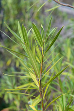 Green Color Leaves Of Nerium Oleander Plant