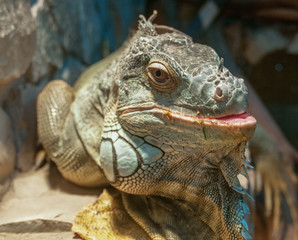 Iguana on the rocks, close-up, looks in the camera