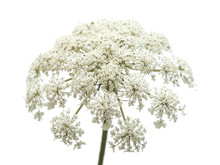 Wild Carrot Flowers Isolated