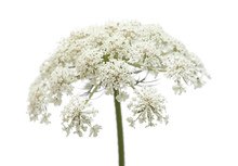 Wild Carrot Flowers Isolated