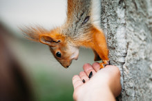 The Squirrel On The Tree Is Fed From The Hand, The Squirrel Eats From The Hand Squirrel On A Branch Of A Tree With Green Foliage