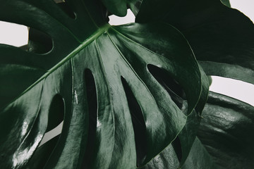 Wall Mural - full frame shot of monstera leaves isolated on white