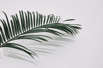 Wall Mural - close-up shot of green palm branch over white surface