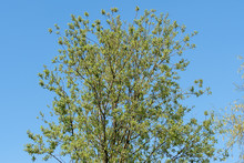 Salix caprea, goat willow or great sallow, deciduous shrub. Background of trees and clear blue sky

