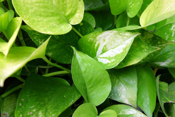 Sticker - Green leaves in sunshine day.