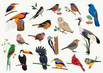 various cartoon birds collection for any visual design.