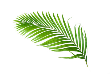 Wall Mural - Green leaves palm isolated on white background.