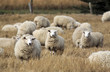 Sheep with full fleece of wool ready for summer shearing, New Zealand