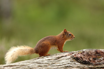 Sticker - Red Squirrel Scotland