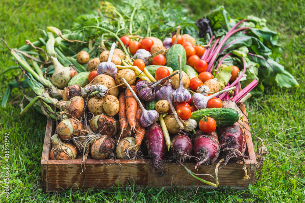 Bio vegetable box, freshly harvested vegetables in organic garden - local farming concept - obrazy, fototapety, plakaty 