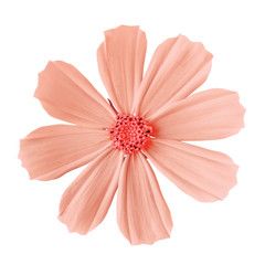 flower coral pink cosmos (mexican aster), isolated on a white background. close-up. element of desig