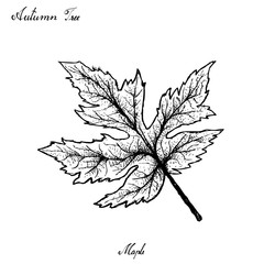 hand drawn of autumn maple leaves on white background