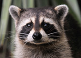 Fototapeta Zwierzęta - The Bandit / Raccoon in the wild of south Florida