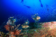 © whitcomberd - Beautiful Lionfish swimming over a coral encrusted shipwreck in a tropical ocean