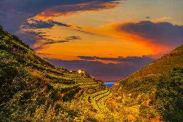 sunset on vineyards