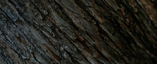 Full Frame Image Of Tree Bark Background