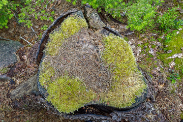 Flatlay view of moss covered old tree stump in the forest.