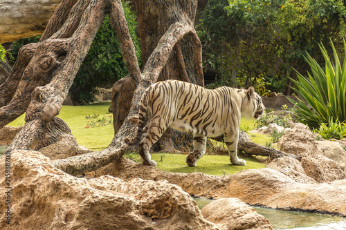 Fotografie, Obraz White tiger in a zoo in good Animal welfare in a zoo