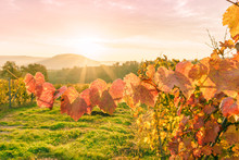 Sonnenaufgang Im Herbstlichen Weinberg