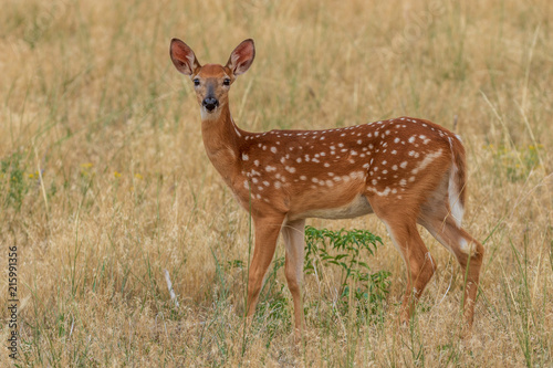 Zdjęcie XXL Whitetail Deer Fawn