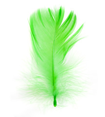 Poster - green bird feather isolated on white