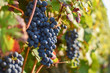 Grappe de raisin pendant les vendanges dans le vignoble bordelais