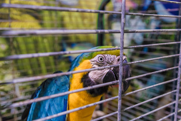 Big colorful parrot in the white cage.