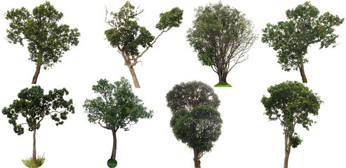 collection of isolated tree on white background