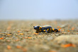 Salamandra na ścieżce