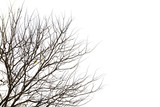Fototapeta Dmuchawce - branch of tree  isolated on white