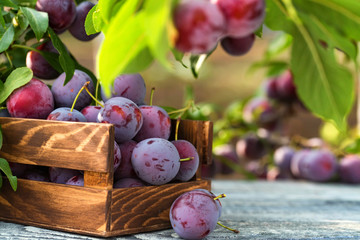 Fresh cherry plums in wooden box close