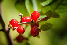Soapberries - Close-Up