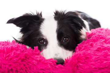 Wall Mural - Junger Border Collie liegt müde auf einem Kissen