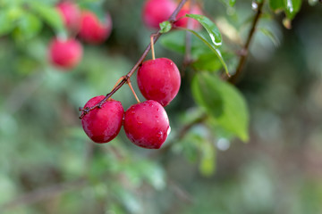 Canvas Print - Close up of red ripe mirabelles in summer