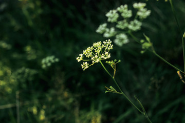 Poster - beautiful flower plant in grassland in sunshine, summer nature meadow