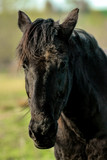 Fototapeta Konie - beautiful luxury black horse walking and grazing in a field, summer in country side