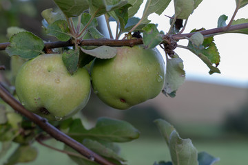 Close up of green apples hanging at the apple tree