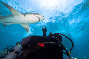 Wall Mural - Diver with underwater photo camera and Lemon shark