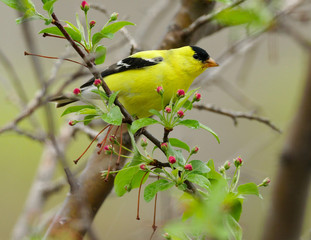 Wall Mural - American Goldfinch