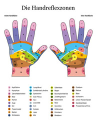 Wall Mural - Hand reflexology. German language. Alternative acupressure and physiotherapy health treatment. Zone massage chart with colored areas. Numbering and listing of names of internal organs and body parts.