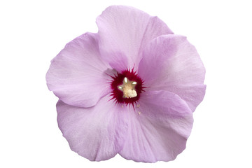 Syrian ketmia pale pink rose of Sharon 'Hamabo' flower.