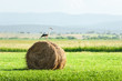 Stork on dry hay bale on green meadow. Animal bird photography